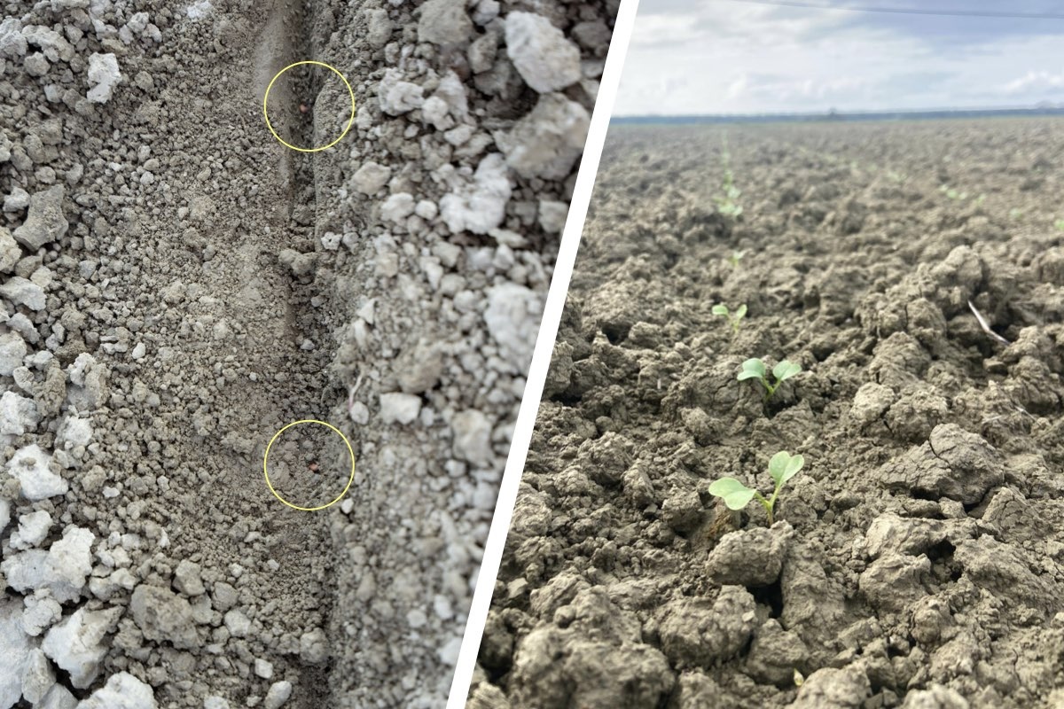 Risultati di semina del ravanello in provincia di Ravenna, con terreno non completamente asciutto, dopo 17 giorni